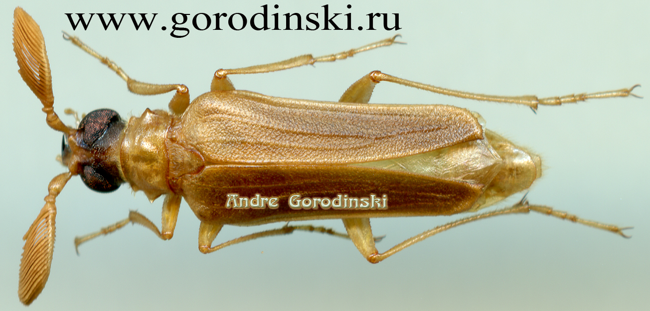 http://www.gorodinski.ru/cerambyx/Prionus komarovi.jpg